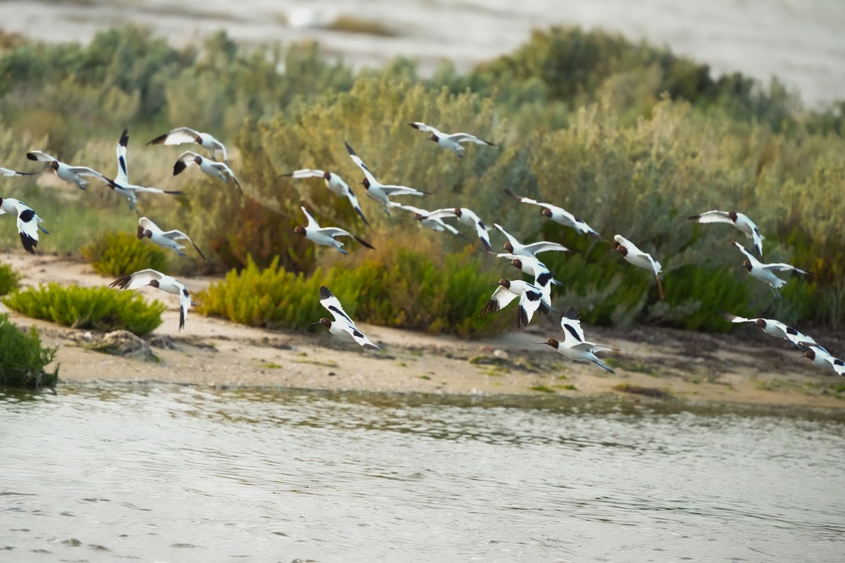 Red-necked Avocet - ML644911977