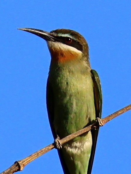 Olive Bee-eater - ML644912014