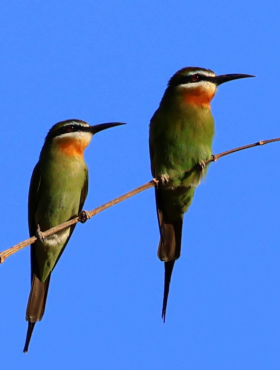Olive Bee-eater - ML644912015