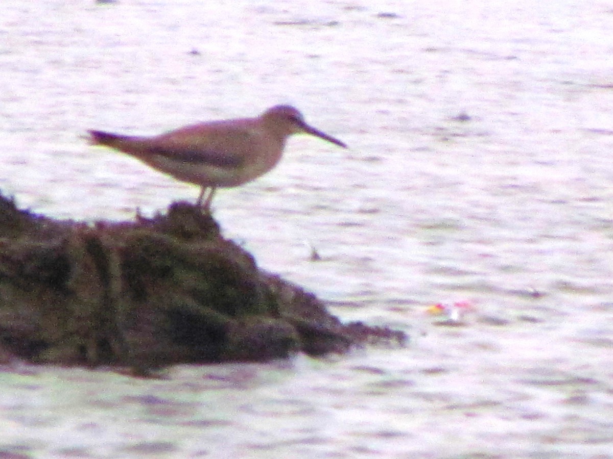 Gray-tailed Tattler - ML644912048