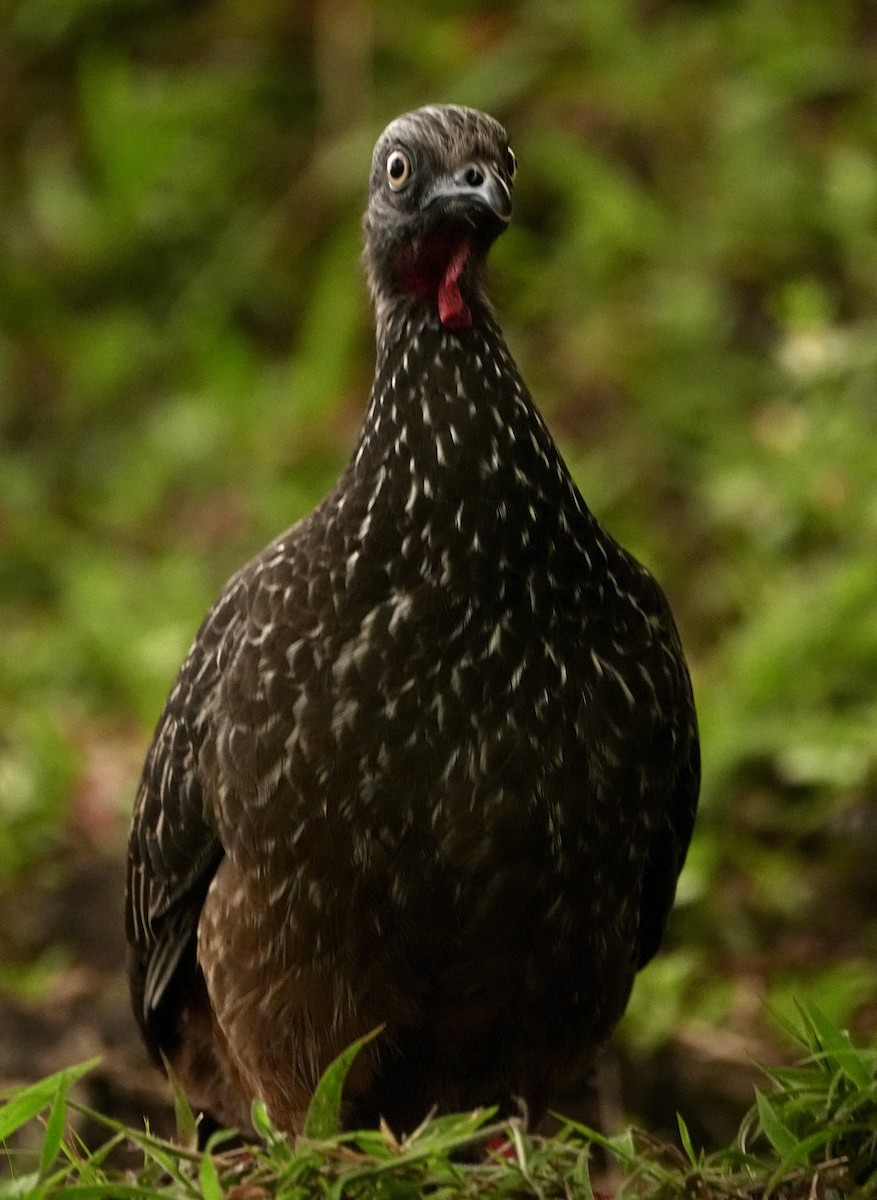 オビオシャクケイ - ML644912050