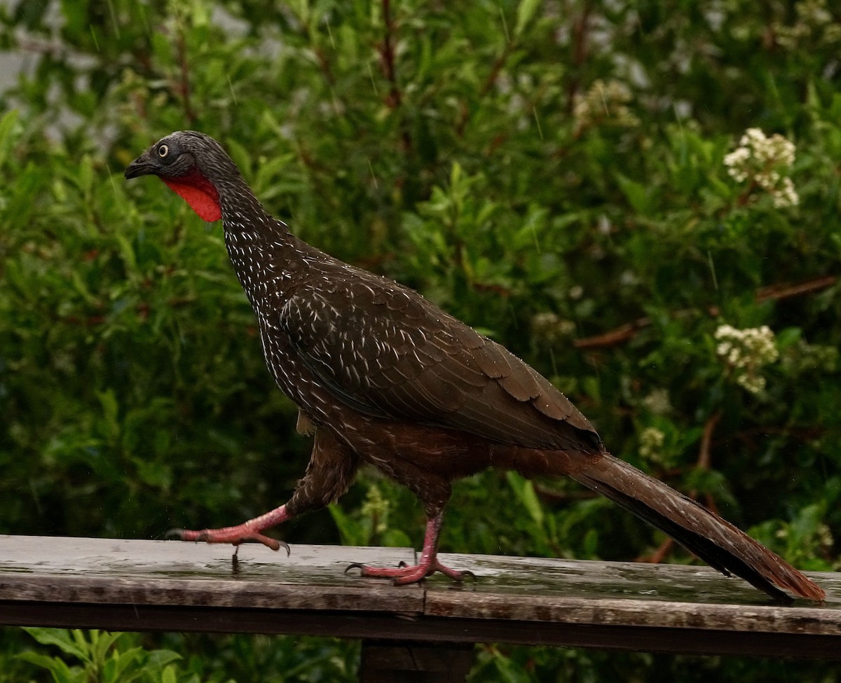 オビオシャクケイ - ML644912051