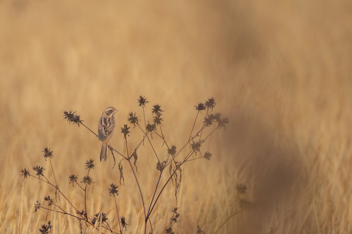 Ochre-rumped Bunting - ML644912060