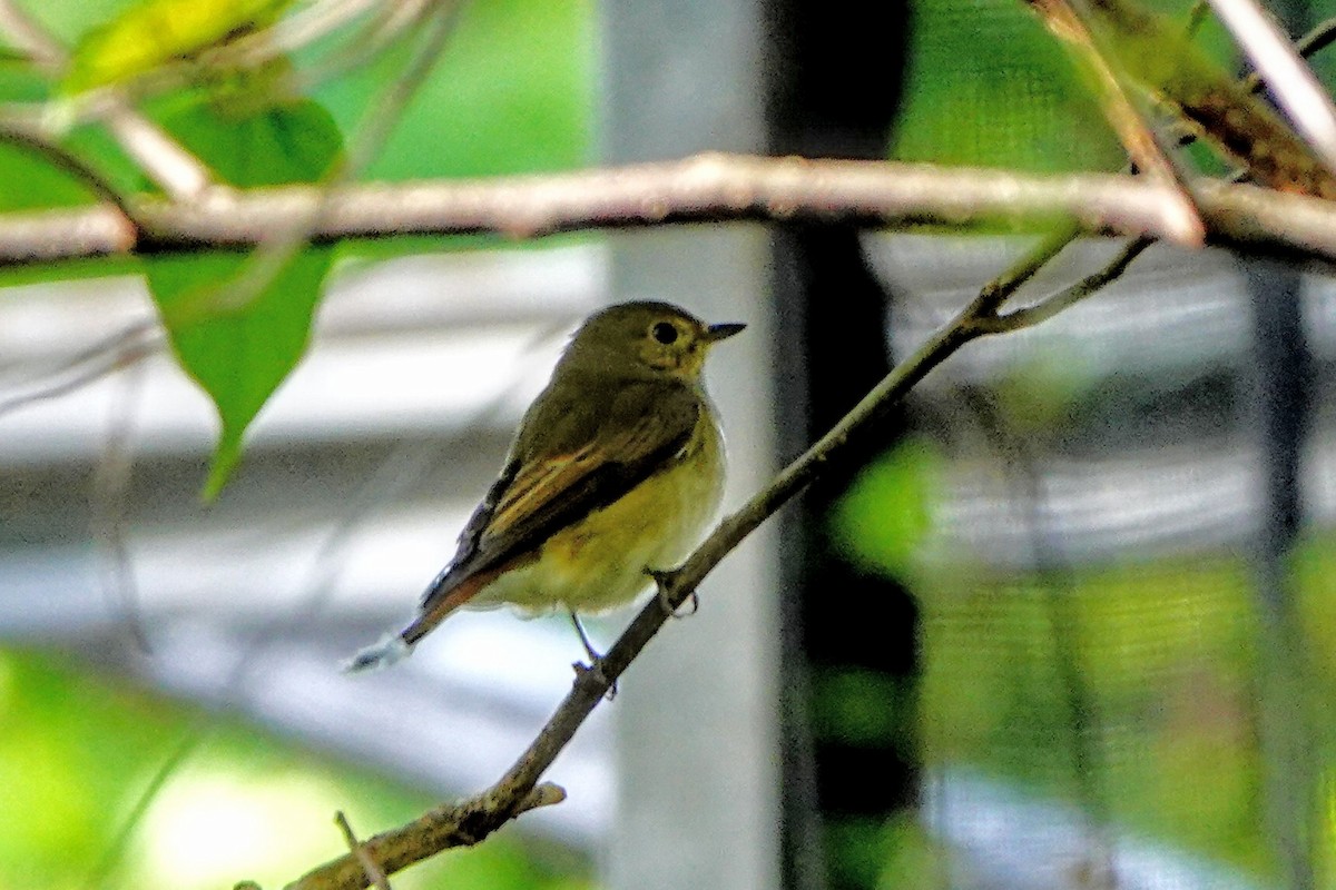 Narzissenschnäpper - ML644912072