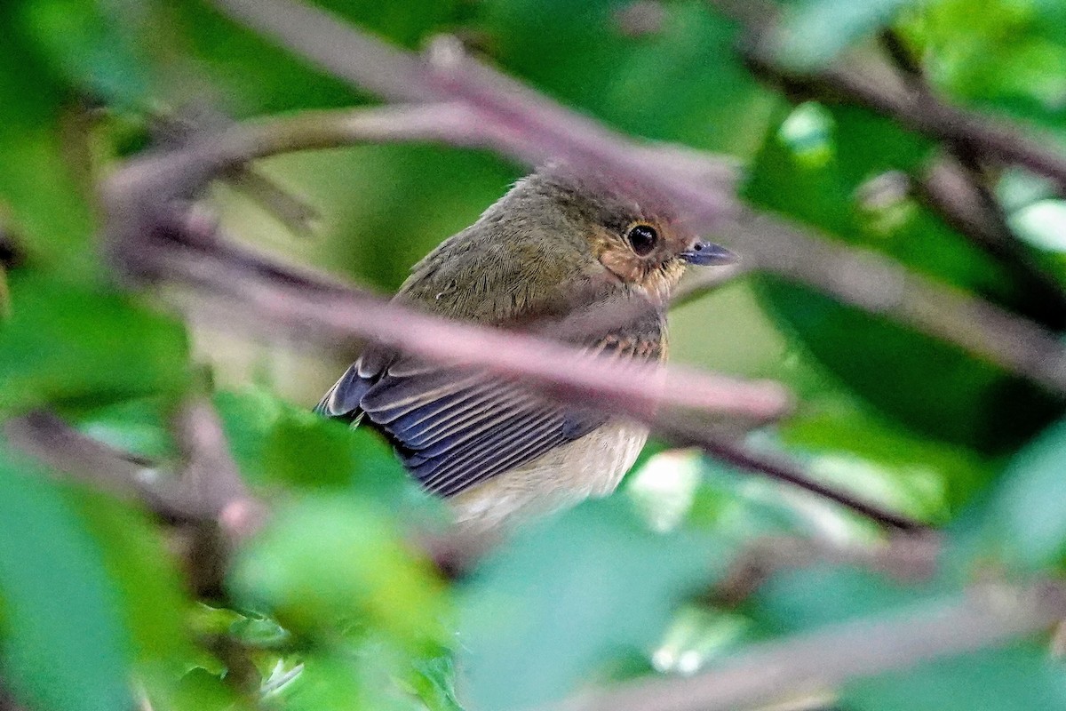 Narzissenschnäpper - ML644912073