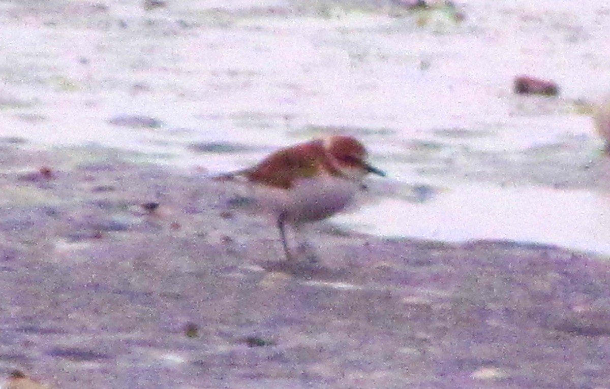 Kentish Plover - ML644912079