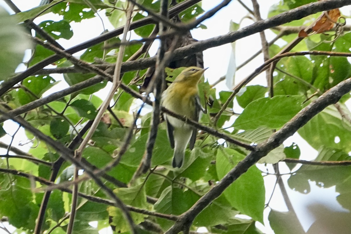 Reinita Gorjinaranja - ML644912090