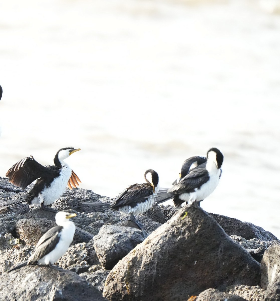 Little Pied Cormorant - ML644912111