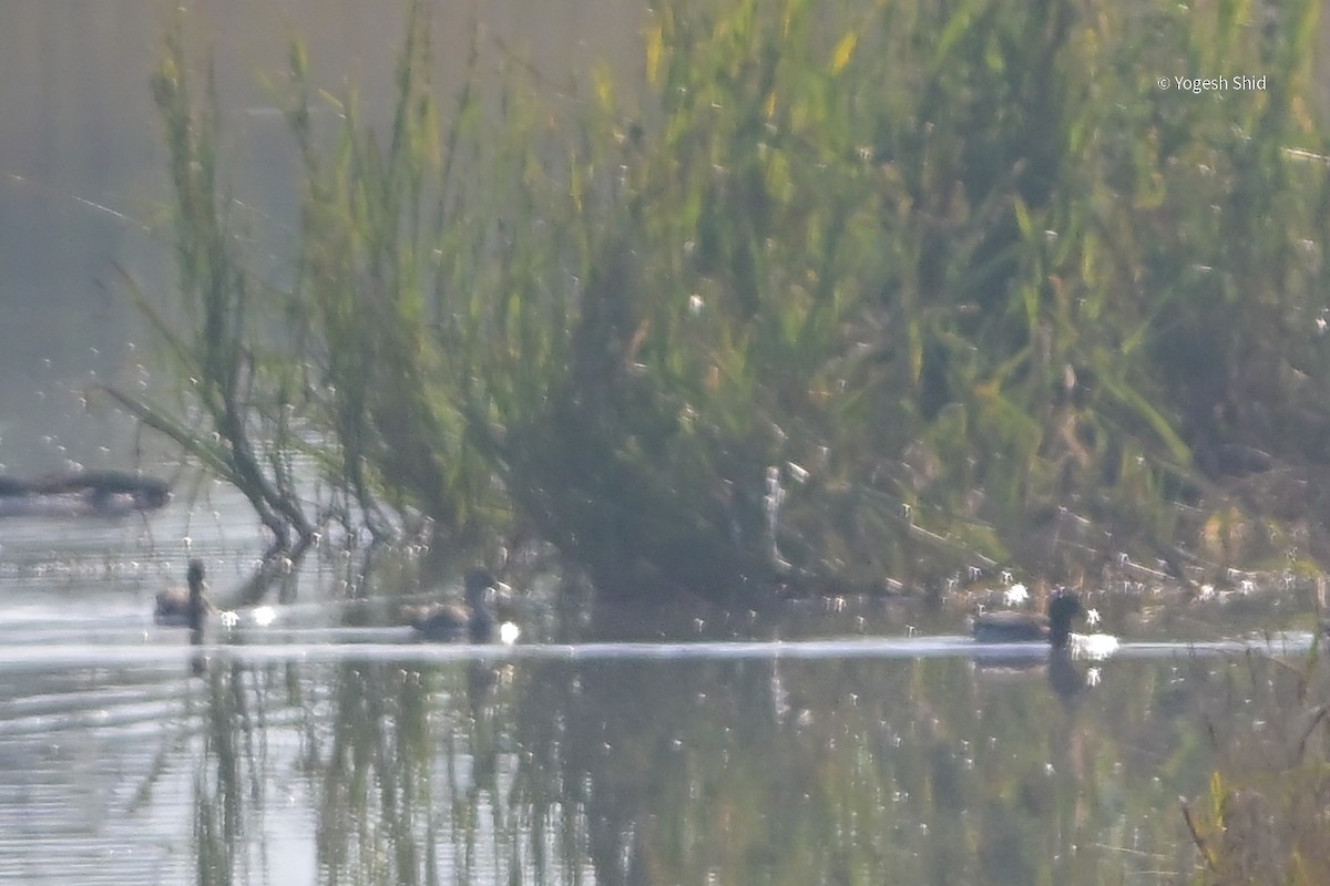 Mallard - ML644912128