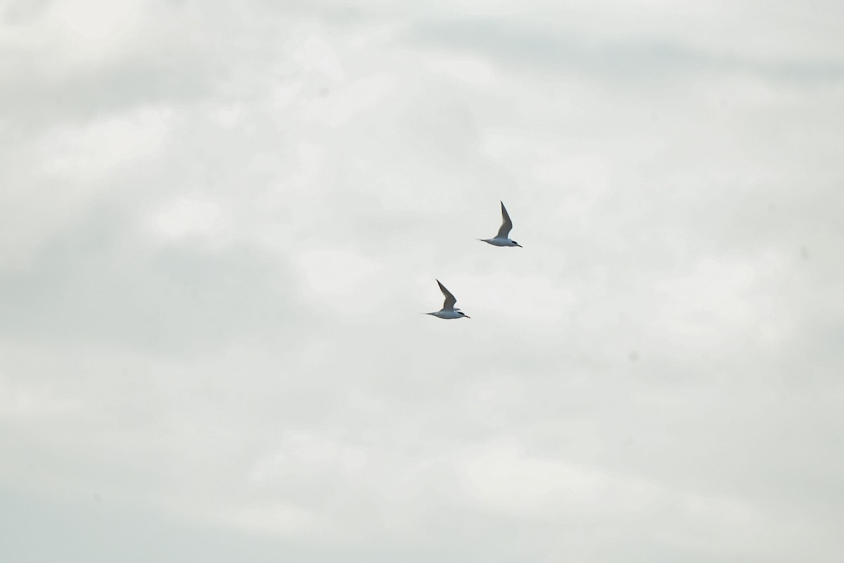 Great Crested Tern - ML644912157