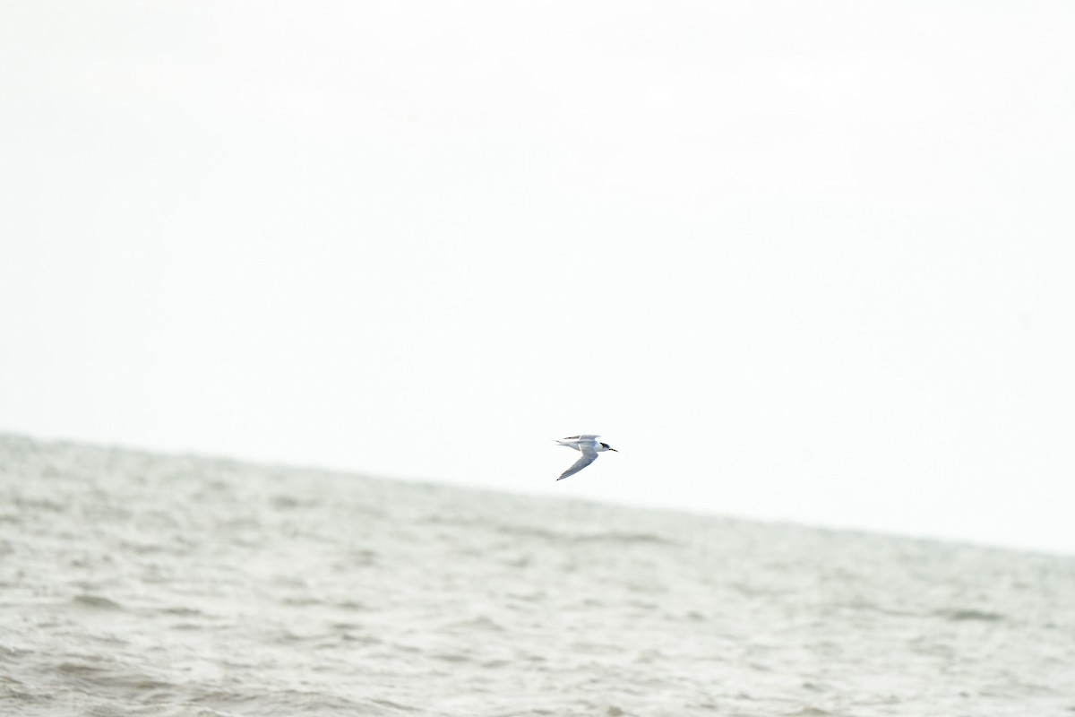 Great Crested Tern - ML644912158