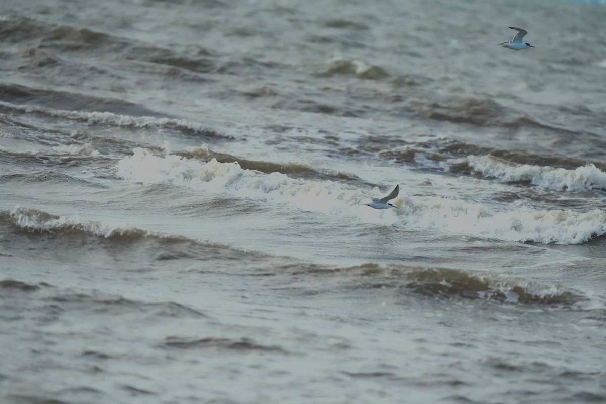 Great Crested Tern - ML644912159