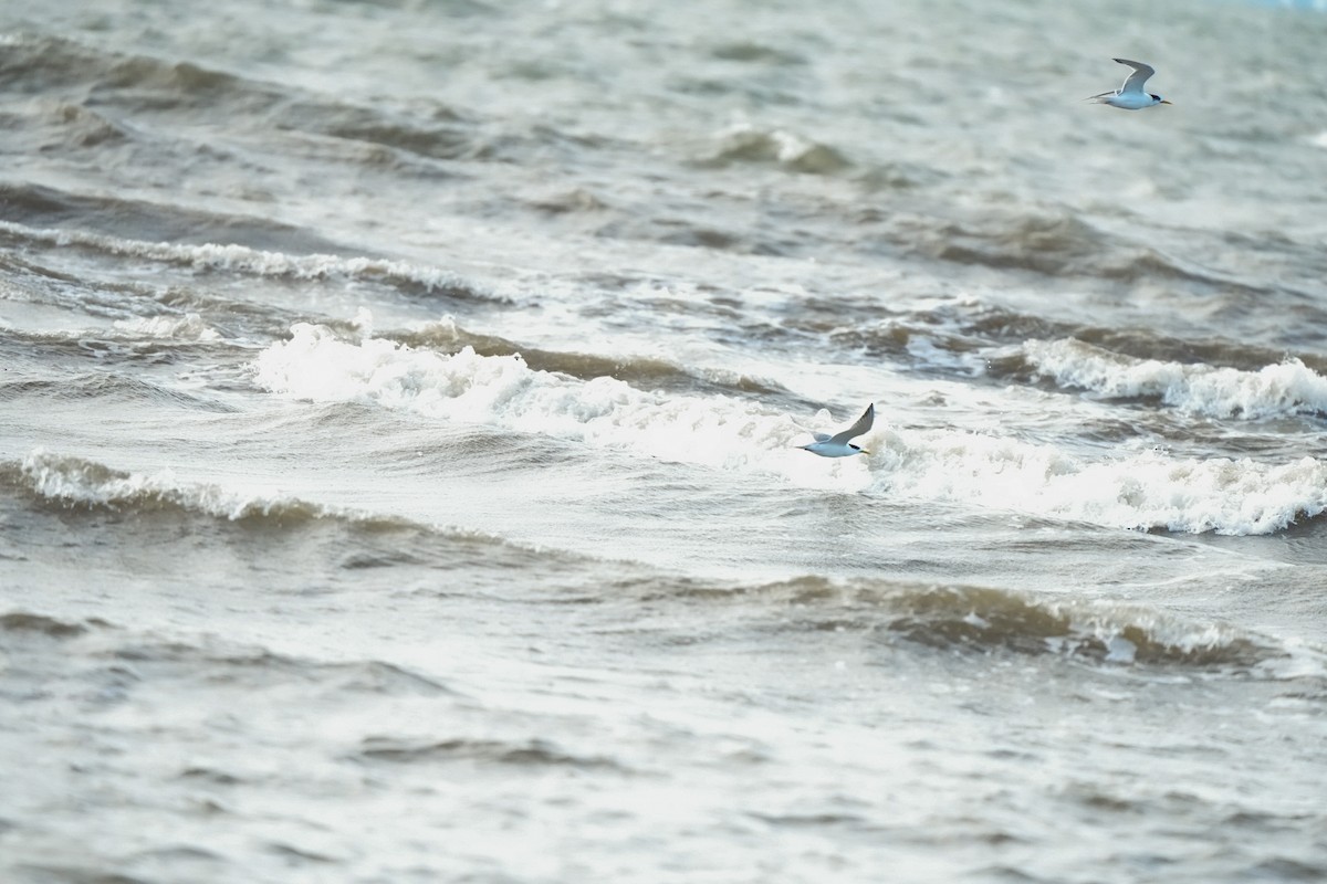 Great Crested Tern - ML644912160