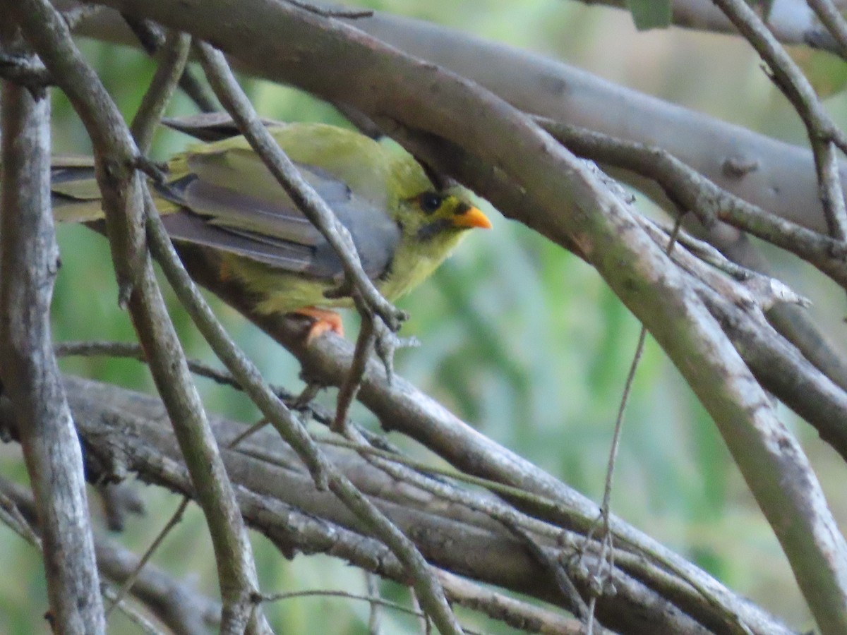 スズミツスイ - ML644912167