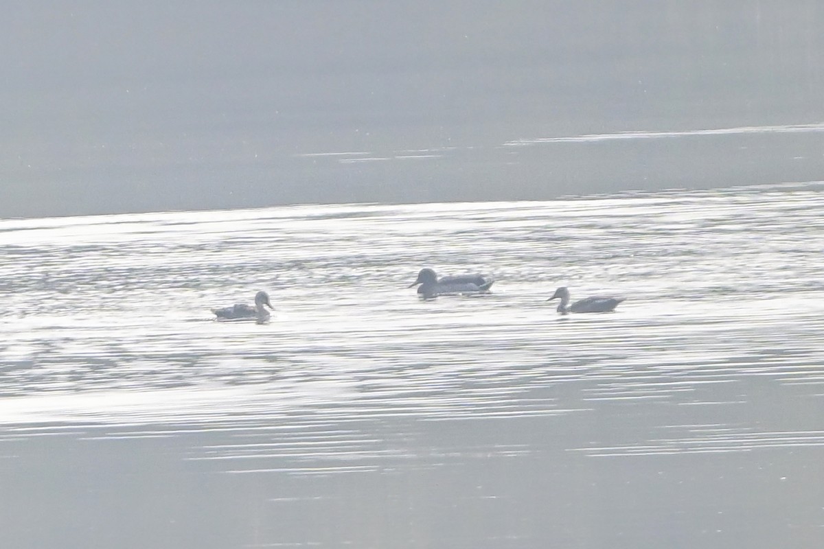 Mallard - ML644912173