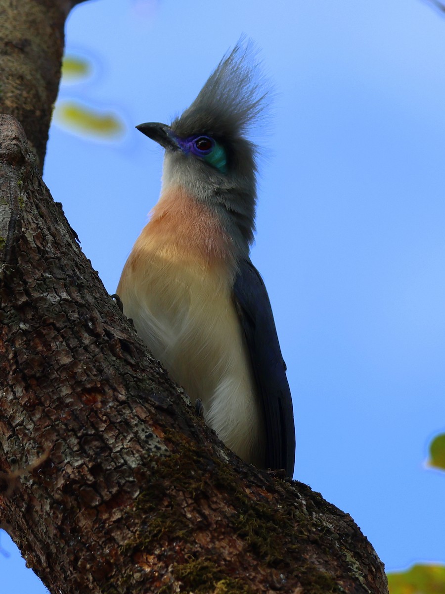 Crested Coua - ML644912203