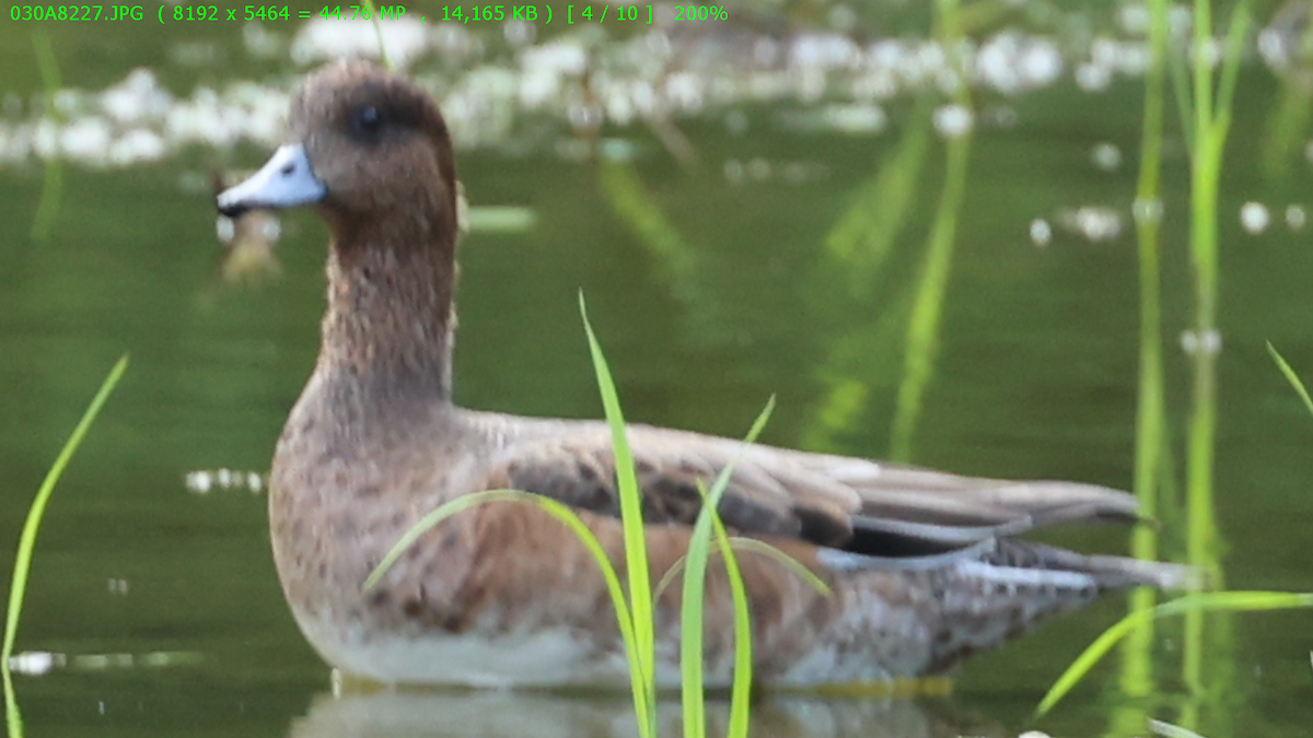 Eurasian/American Wigeon - ML644912232