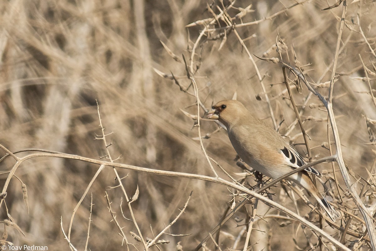 Basamortuko txonta - ML644912241