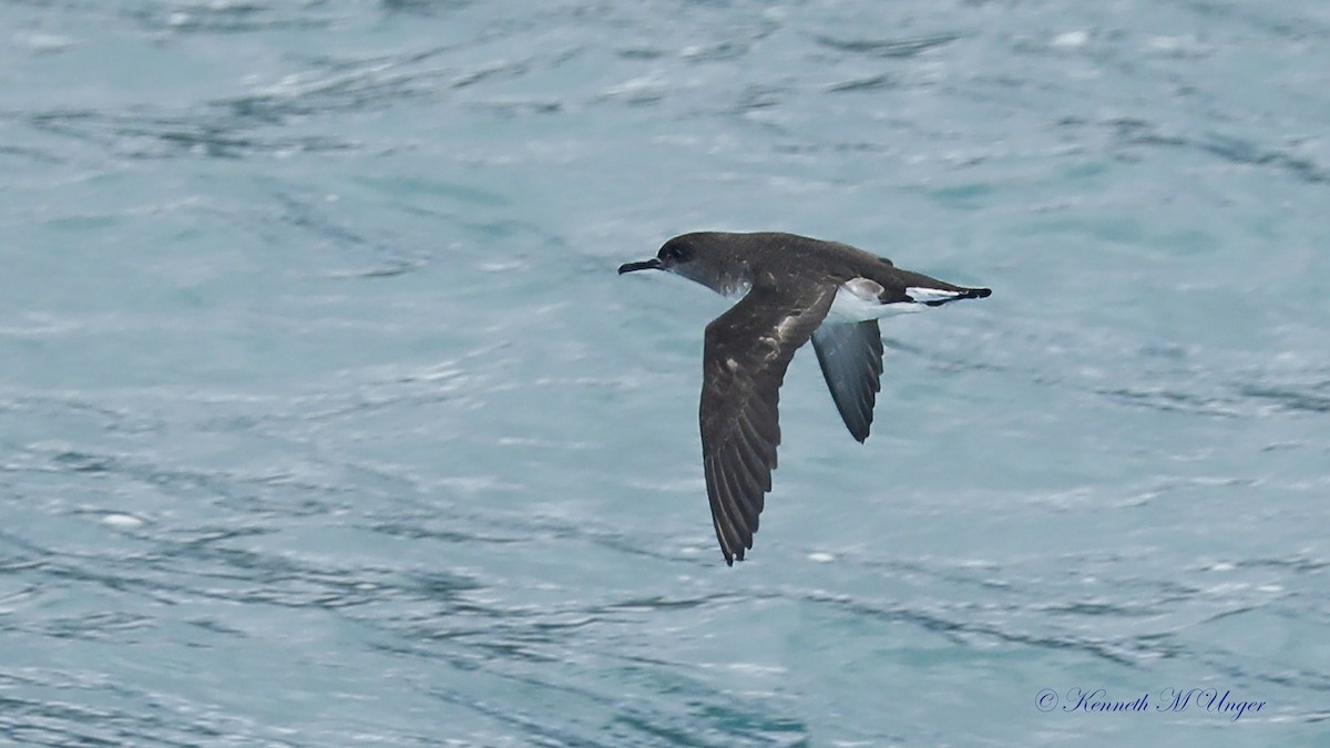 buřňák maorský - ML644912255