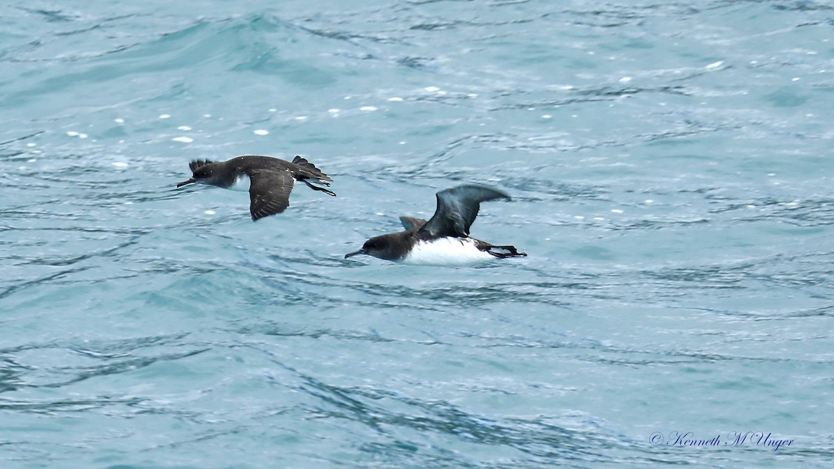 buřňák maorský - ML644912256