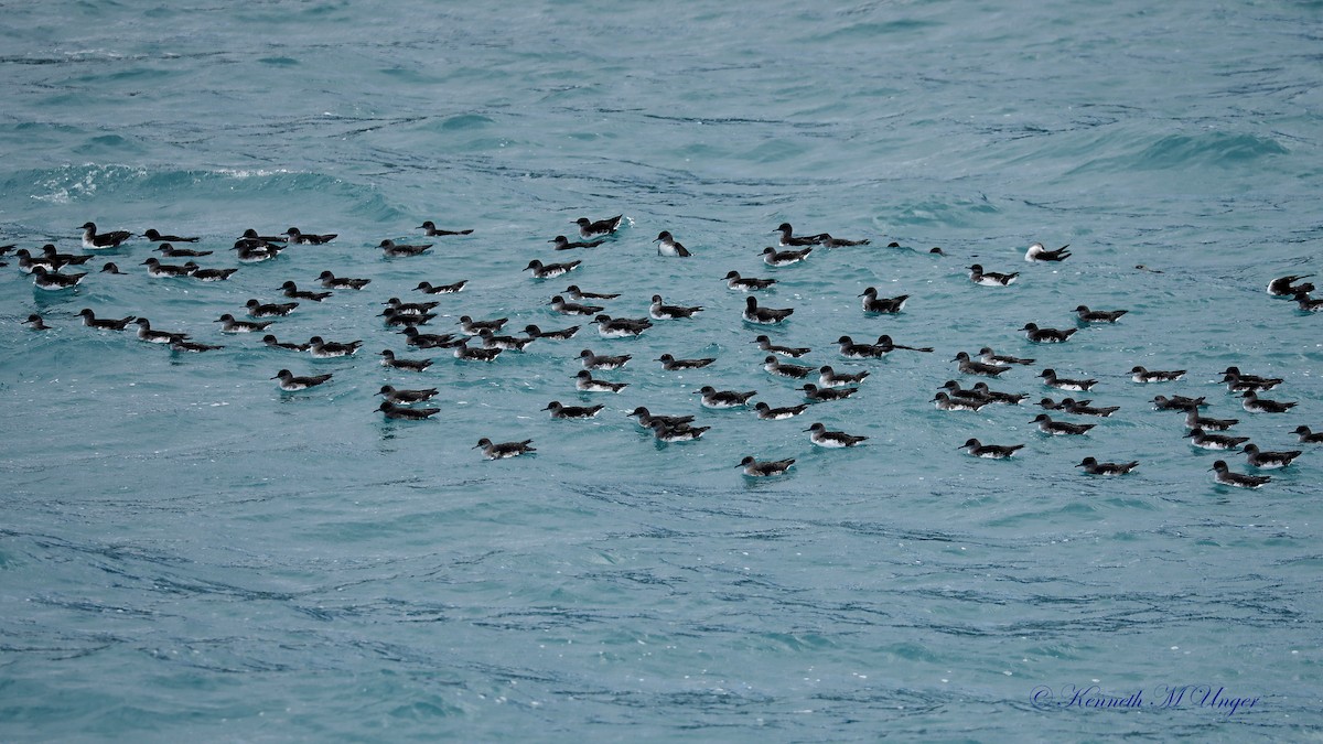 buřňák maorský - ML644912257