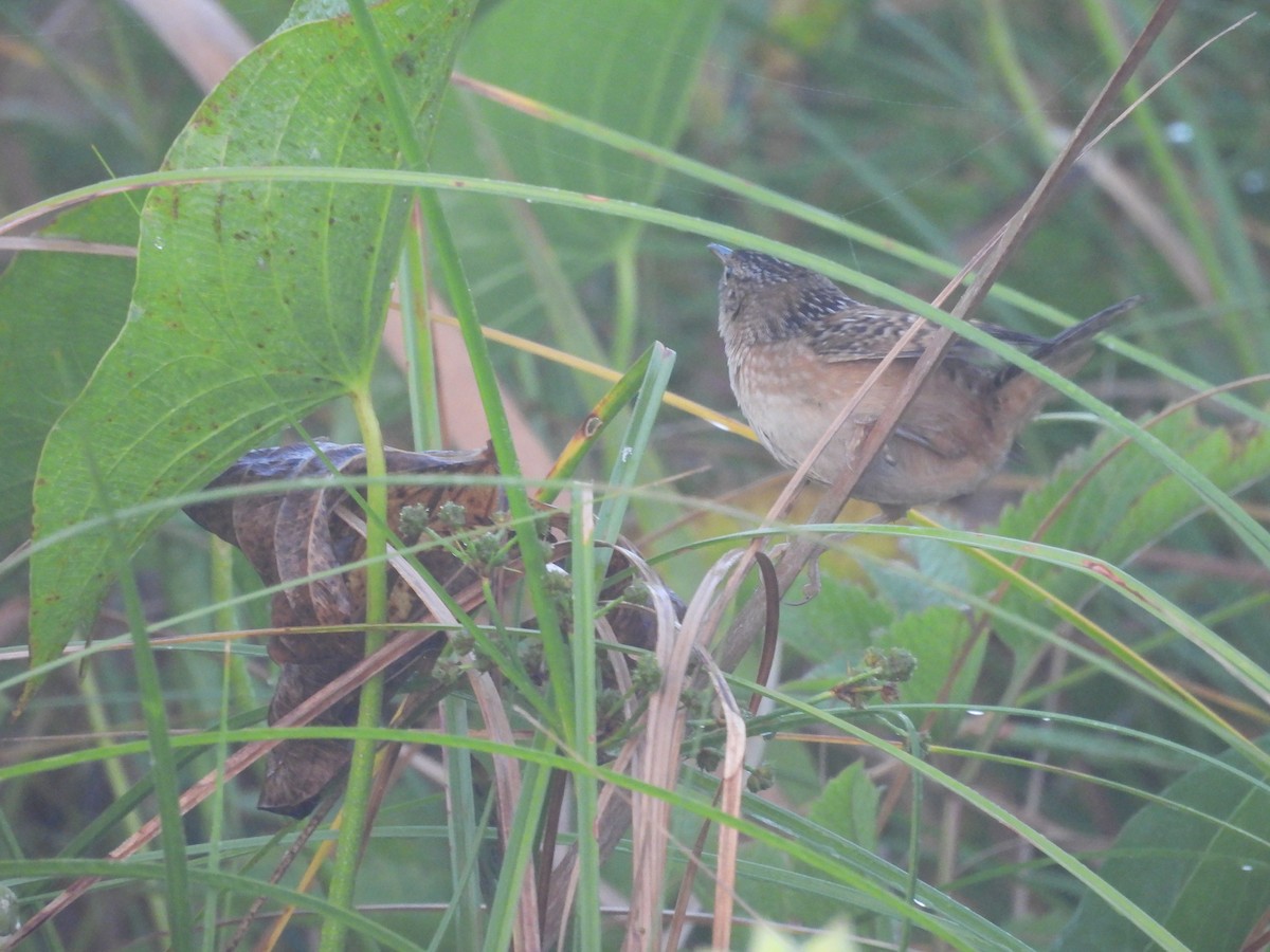 Sedge Wren - ML644912267