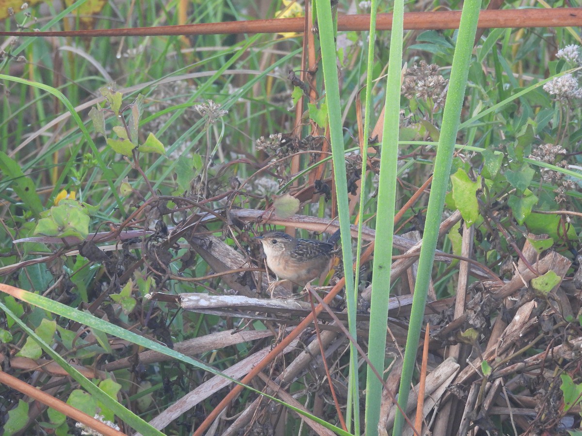 Sedge Wren - ML644912268