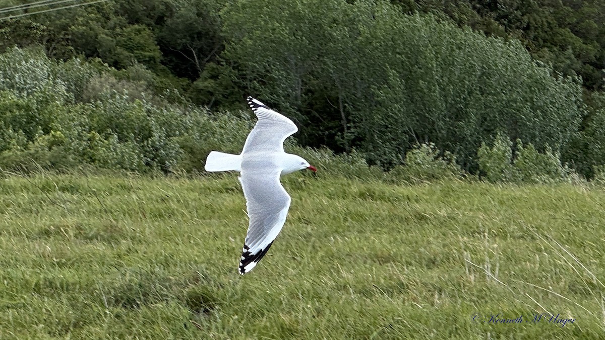 racek australský (ssp. scopulinus) - ML644912271