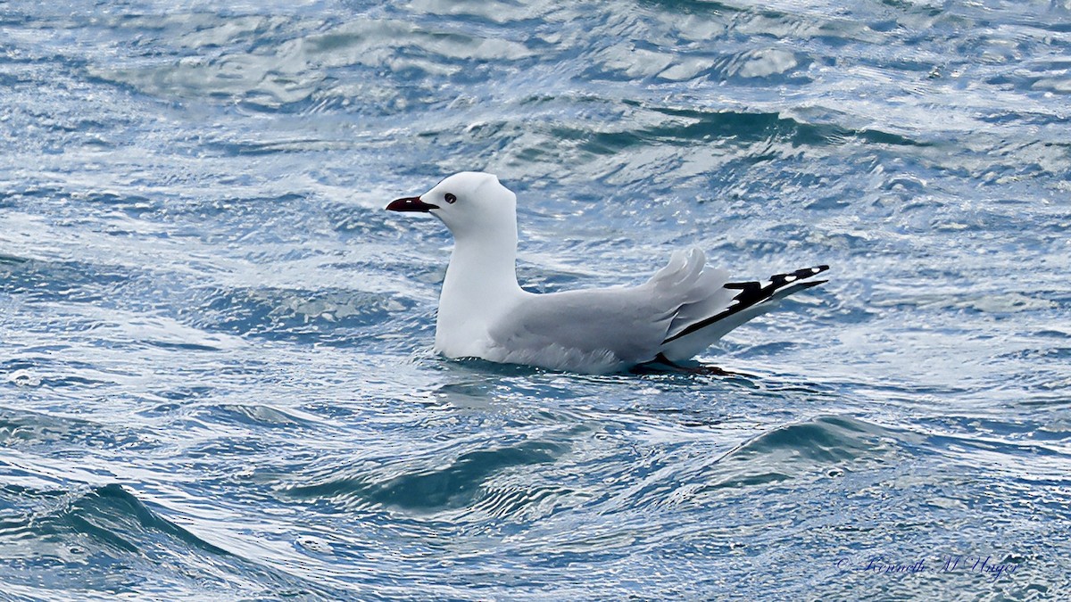 racek australský (ssp. scopulinus) - ML644912272