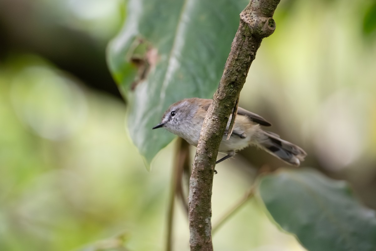 Brown Gerygone - ML644912278