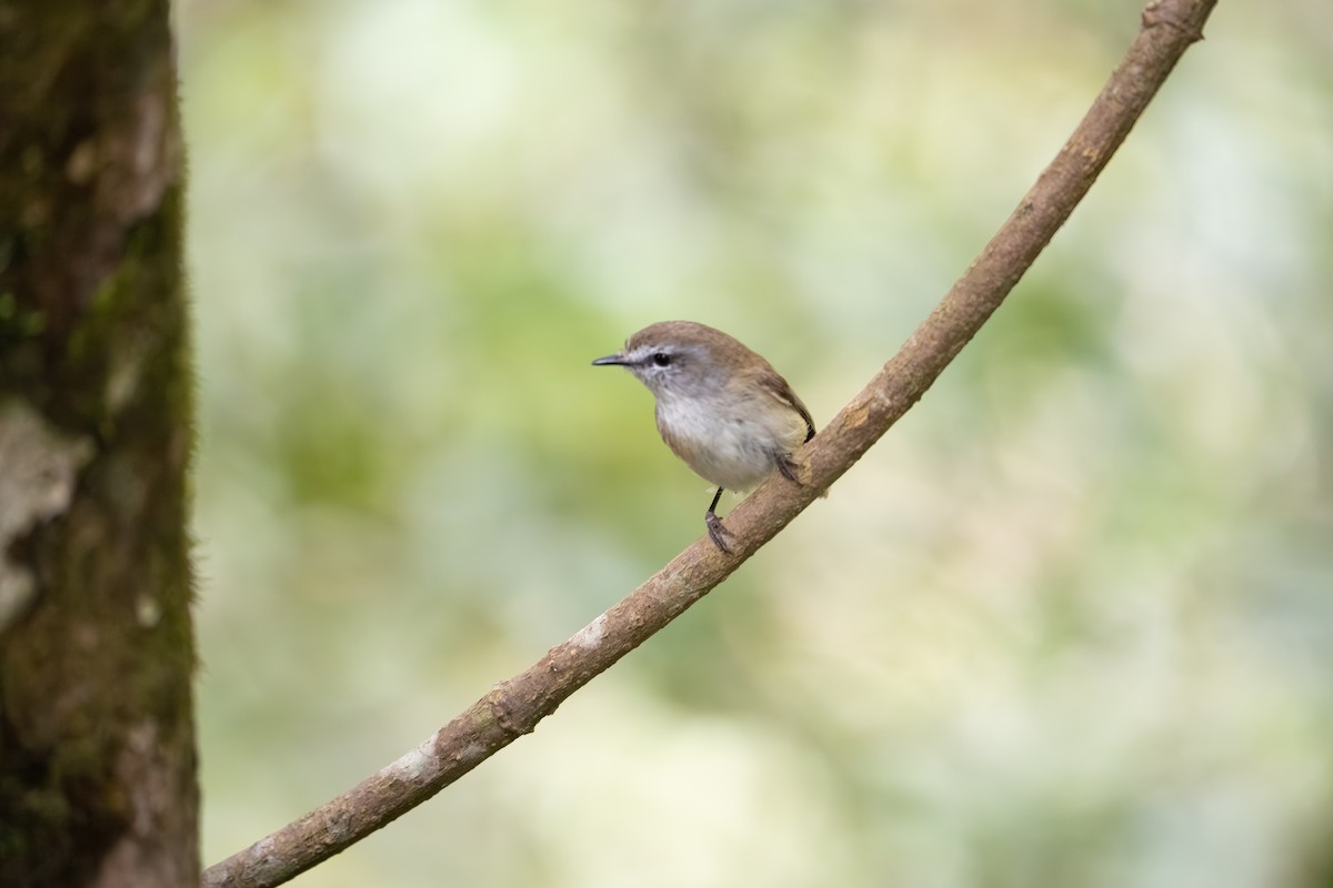 Brown Gerygone - ML644912281