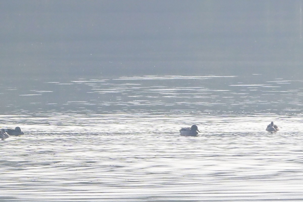 Mallard - ML644912287