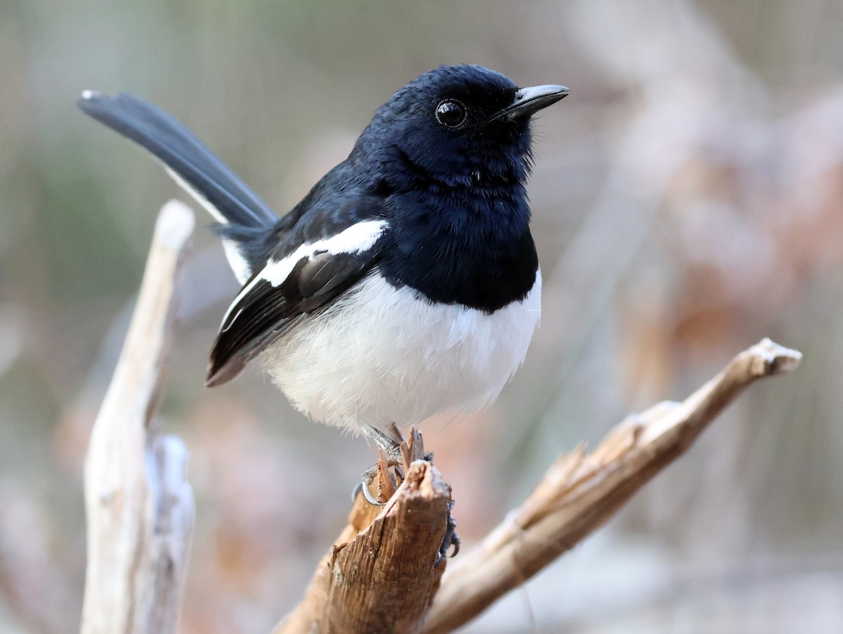 Madagascar Magpie-Robin - ML644912291