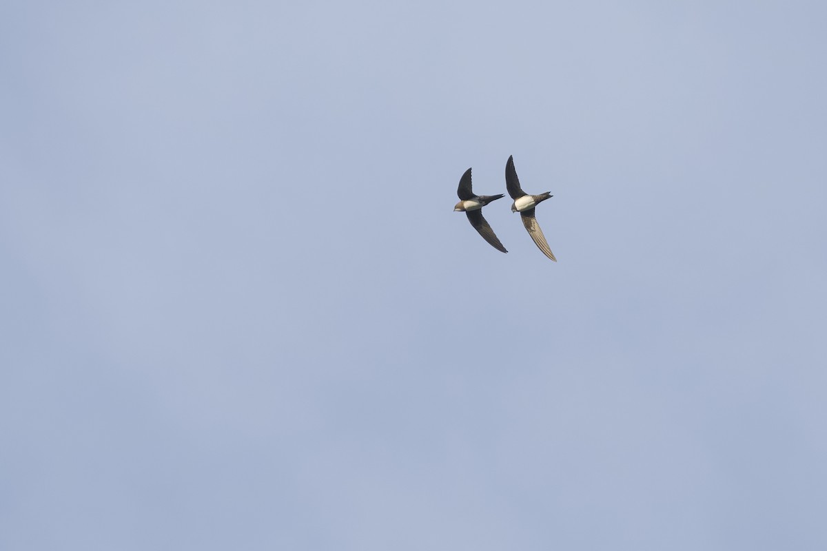 Alpine Swift - ML644912302