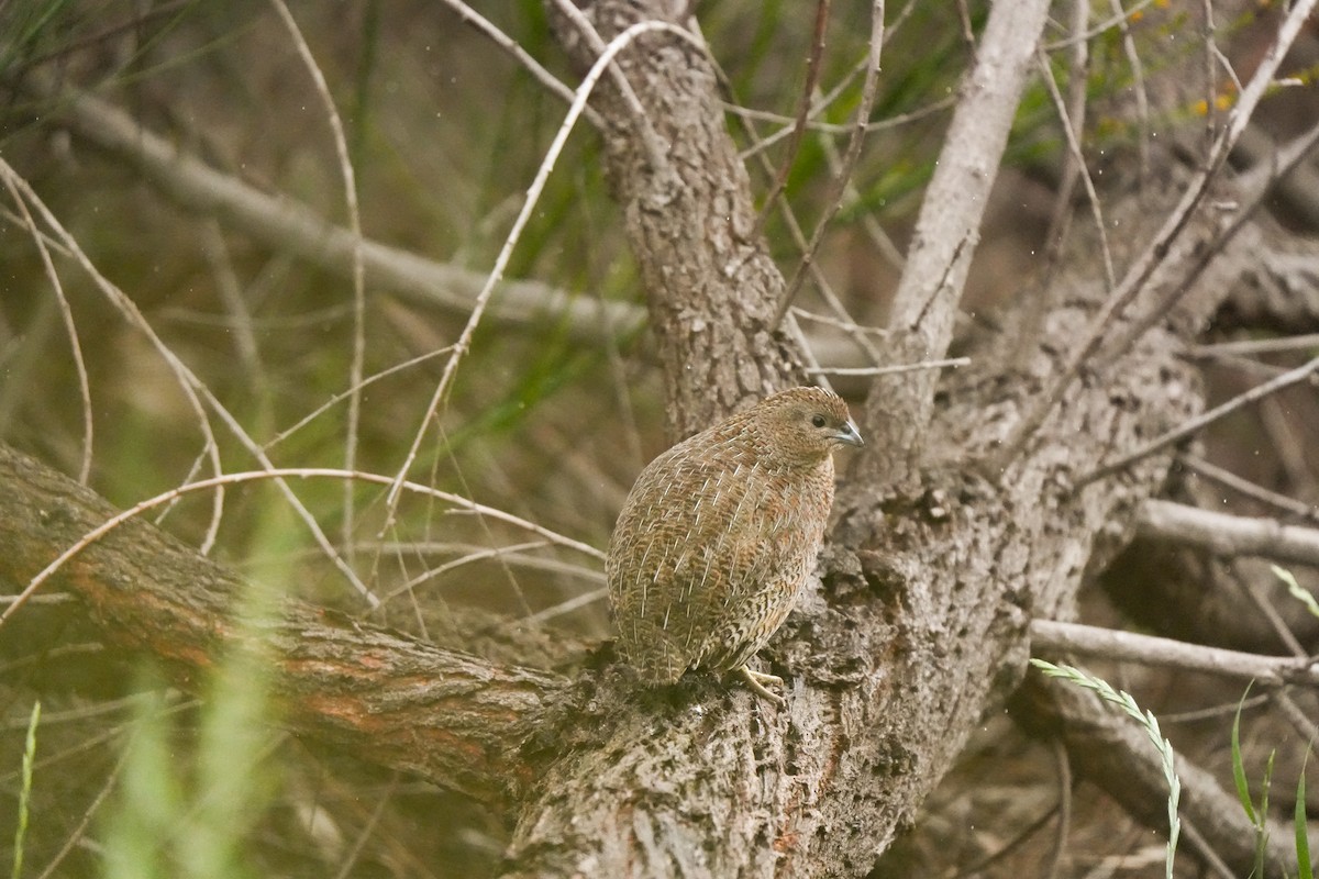 ヌマウズラ - ML644912312