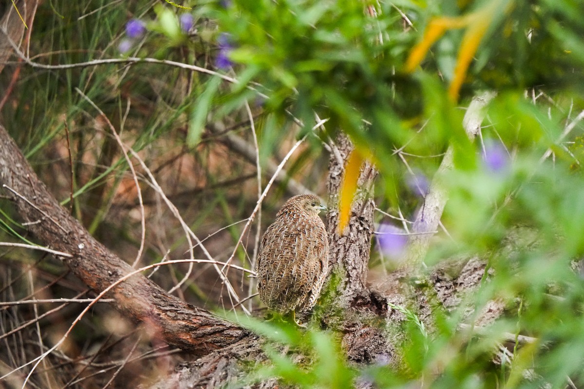 ヌマウズラ - ML644912313