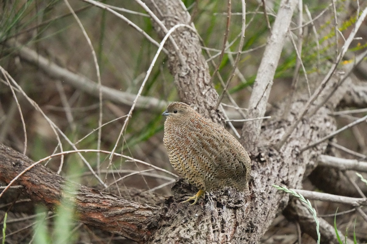 ヌマウズラ - ML644912314