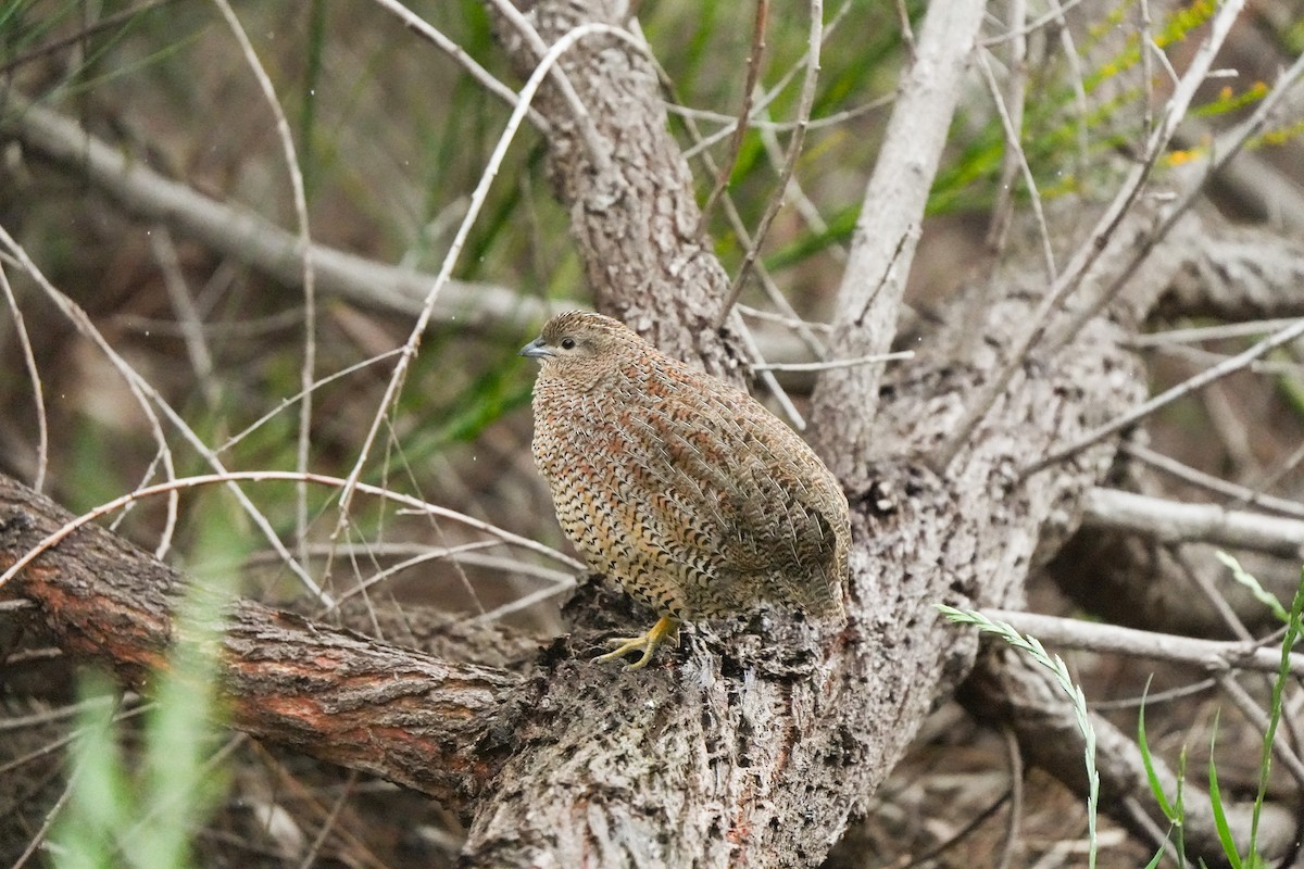 ヌマウズラ - ML644912315