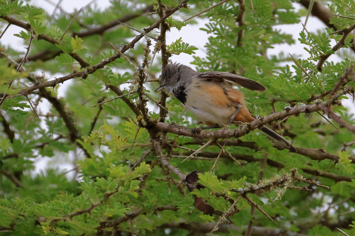 Banded Parisoma - ML644912332