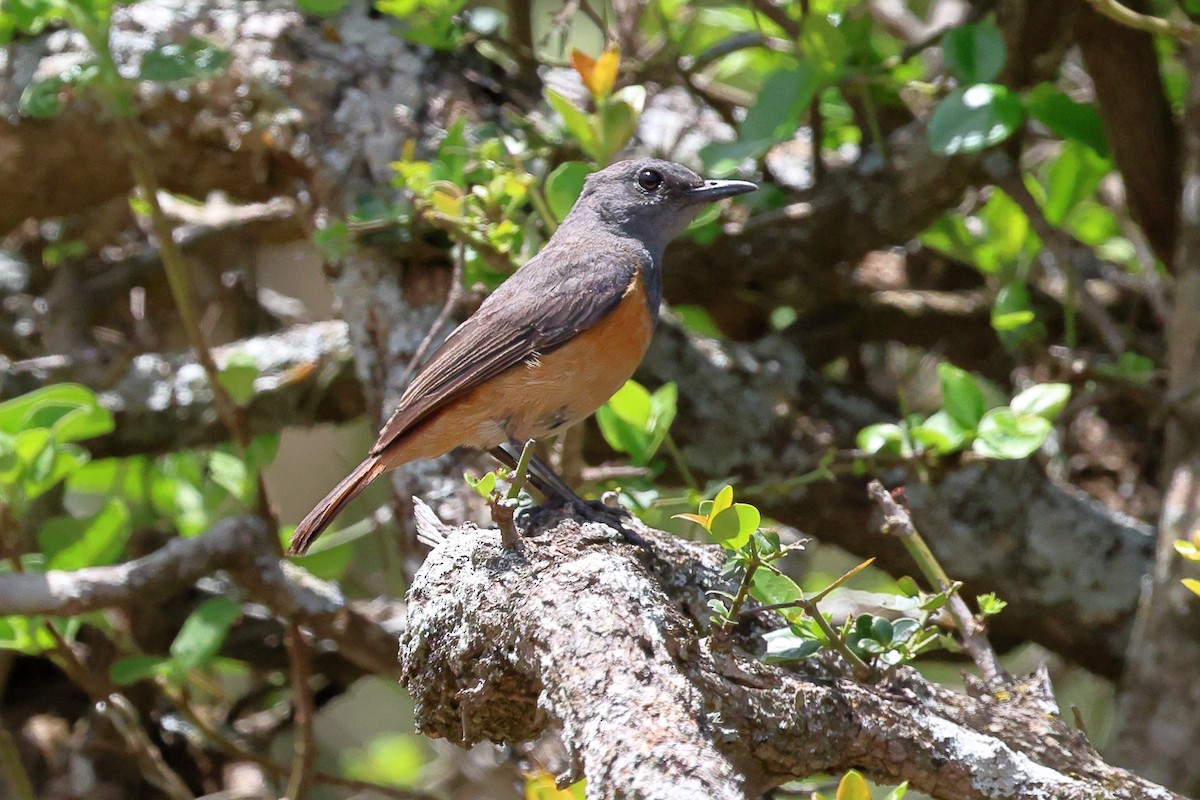 コイソヒヨ - ML644912343