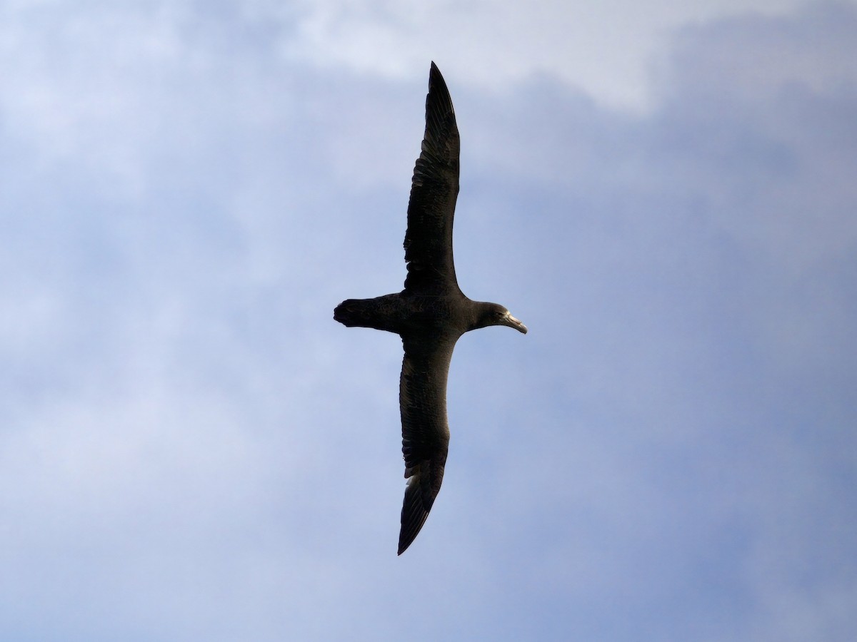 Southern Giant-Petrel - ML644912344