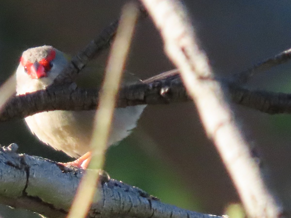 Al Kaşlı Belikınalı - ML644912346