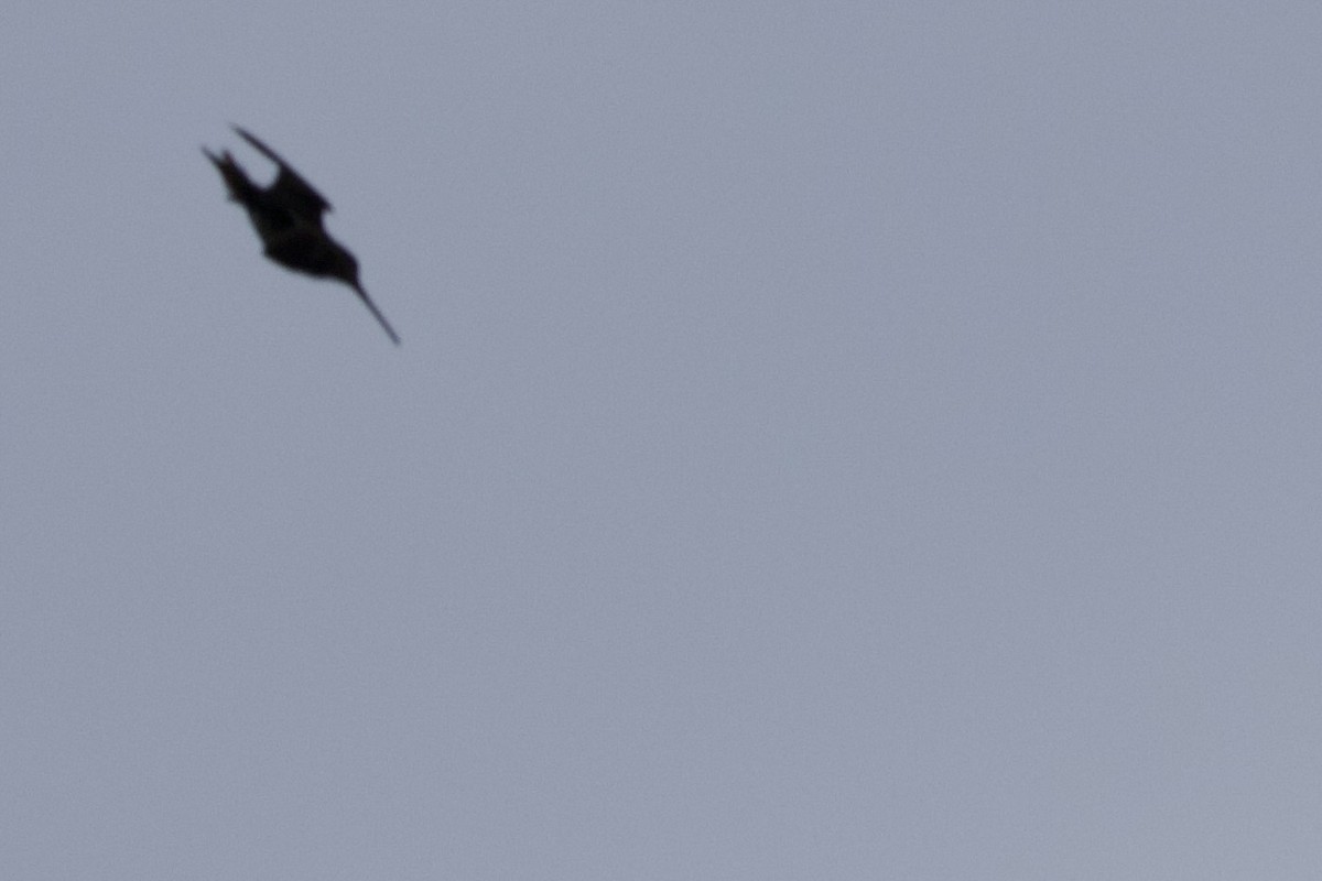 Pantanal Snipe - ML644912349