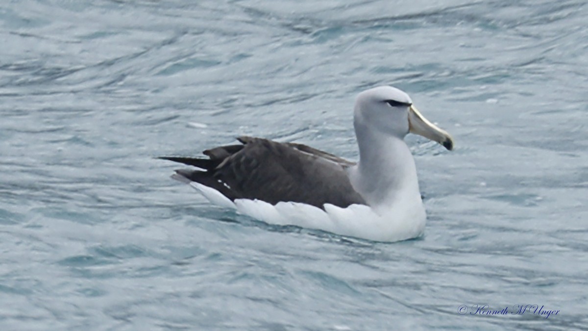 albatros snarský - ML644912360