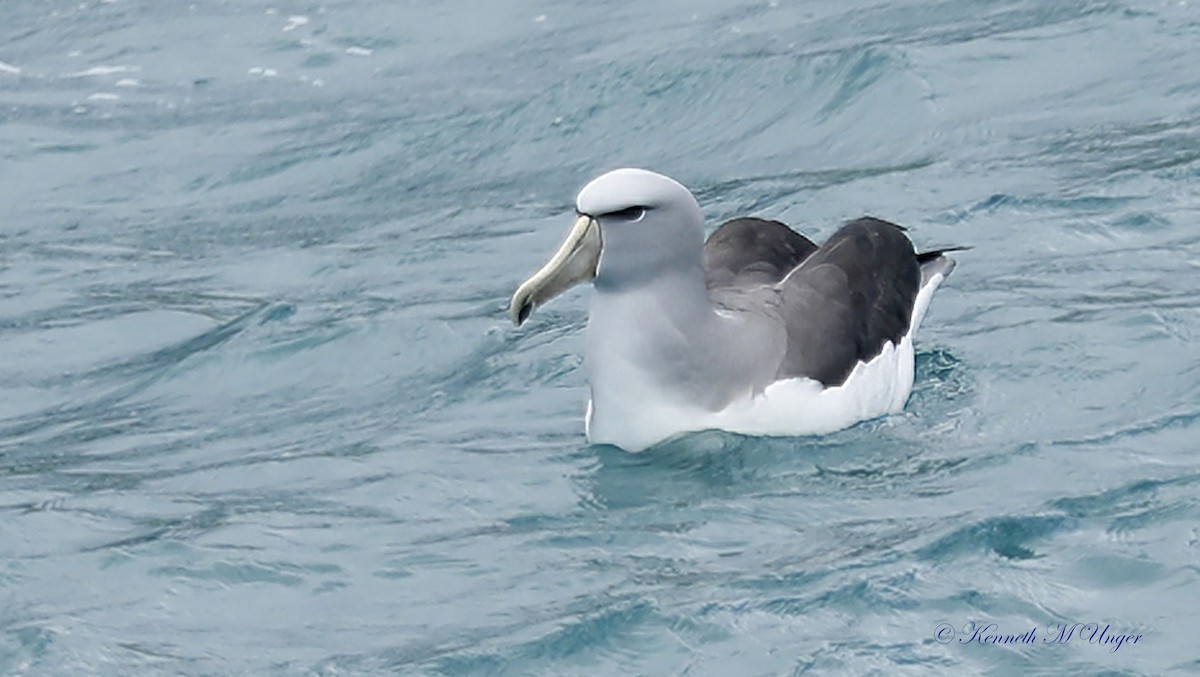 albatros snarský - ML644912361