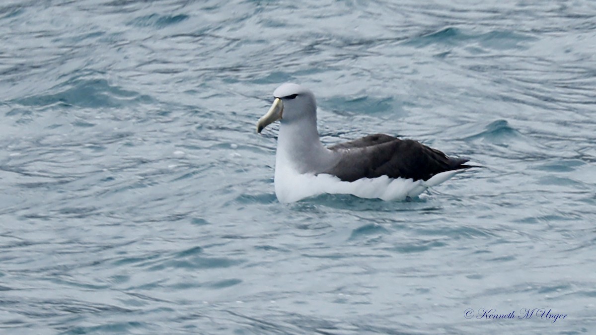 albatros snarský - ML644912362