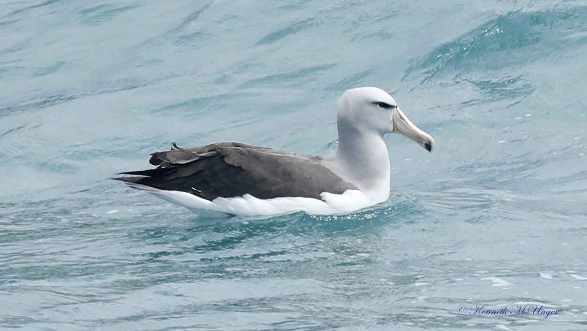 albatros snarský - ML644912363