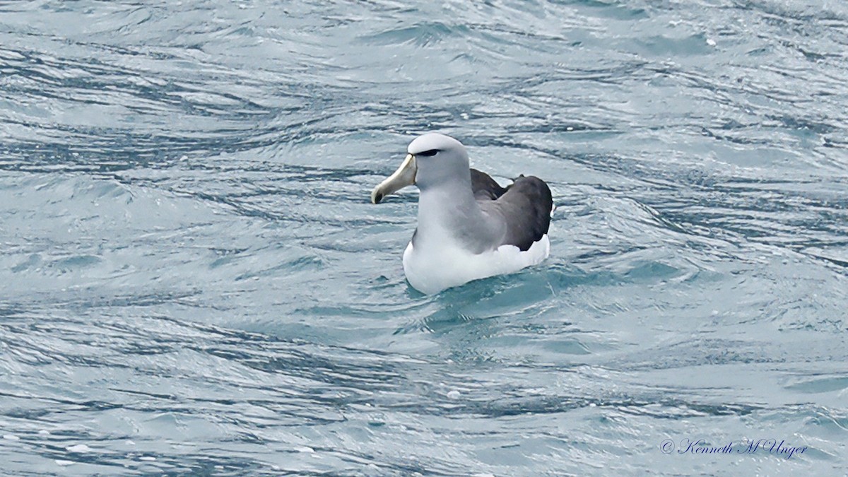 albatros snarský - ML644912364