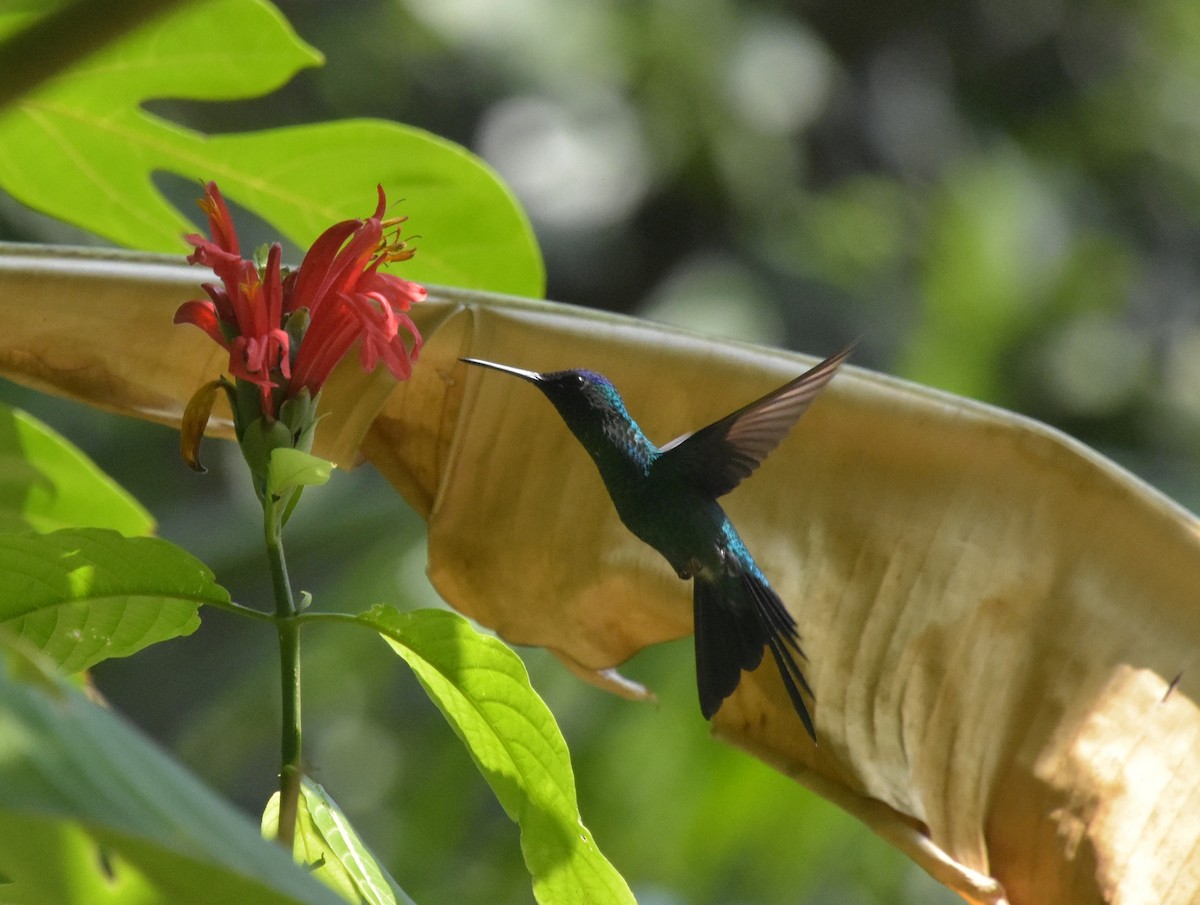 Violet-capped Woodnymph - ML644912387