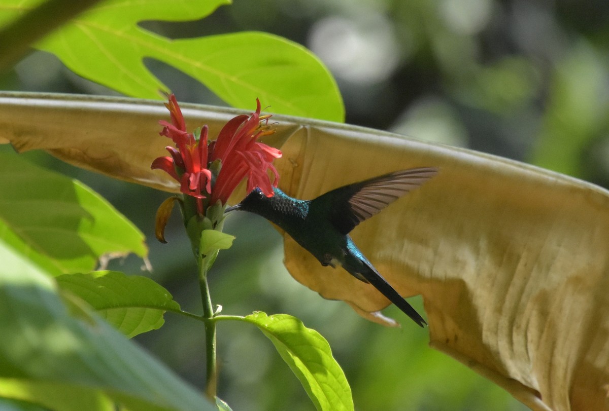 Violet-capped Woodnymph - ML644912388